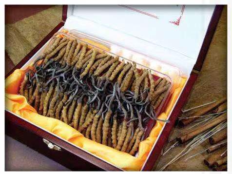 碾子山冬虫夏草回收